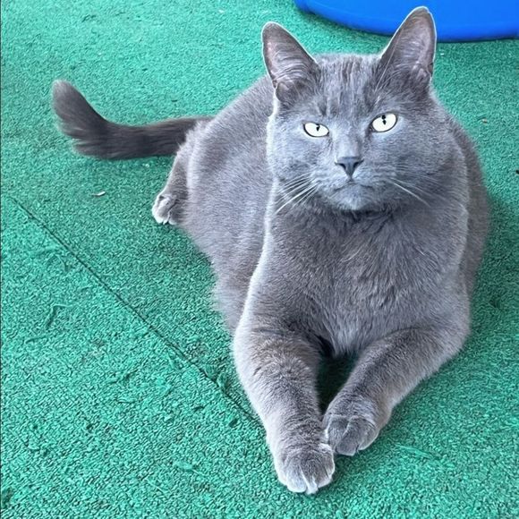 NIB $198 kate spade | Nicole | Ruffle Trim Leather Flats |Slip Ons in Silver - Picture 11 of 12